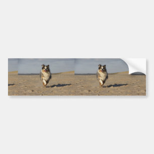 Miniatur-American-Shepherd läuft am Strand Autoaufkleber