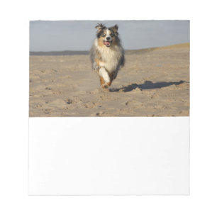 Miniatur-American-Shepherd läuft am Strand Notizblock