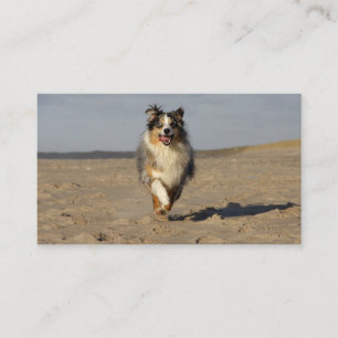 Miniatur-American-Shepherd läuft am Strand Visitenkarte