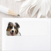Miniatur American Shepherd Merle (Insitu)