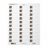 Miniatur American Shepherd Merle (Vorne)