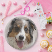 Miniatur American Shepherd Merle Pappteller (Party)