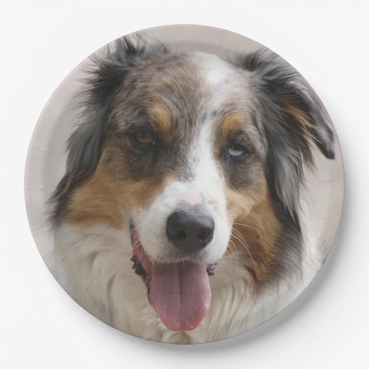 Miniatur American Shepherd Merle Pappteller (Vorderseite)