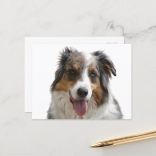 Miniatur American Shepherd Merle Postkarte