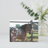 Miniatur-Appaloosa-Stallion Postkarte (Stehend Vorderseite)