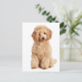 Miniatur Apricot Poodle Welpen Doppy Blank Postkar Postkarte (Stehend Vorderseite)