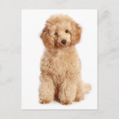 Miniatur Apricot Poodle Welpen Doppy Blank Postkar Postkarte (Vorderseite)