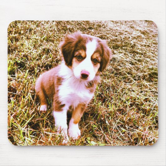 Miniatur-Australian-Shepherd! Mini-Aussie-Welpe! Mousepad (Vorne)