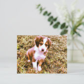 Miniatur Australischer Schäferhund! Mini Aussie Pu Postkarte (Stehend Vorderseite)