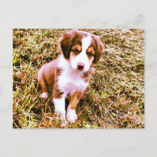 Miniatur Australischer Schäferhund! Mini Aussie Pu Postkarte