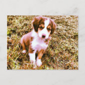Miniatur Australischer Schäferhund! Mini Aussie Pu Postkarte (Vorderseite)