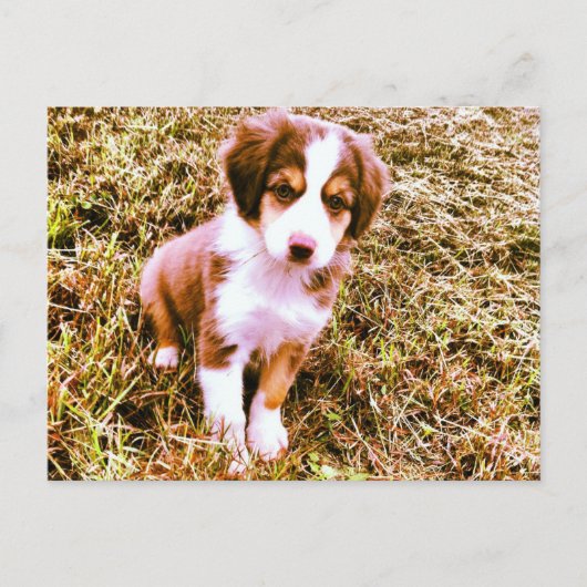 Miniatur Australischer Schäferhund! Mini Aussie Pu Postkarte (Vorderseite)
