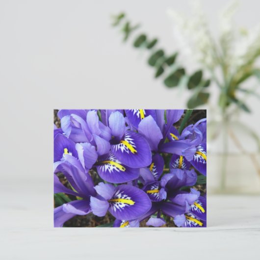 Miniatur Blue Irises Frühblut (Stehend Vorderseite)