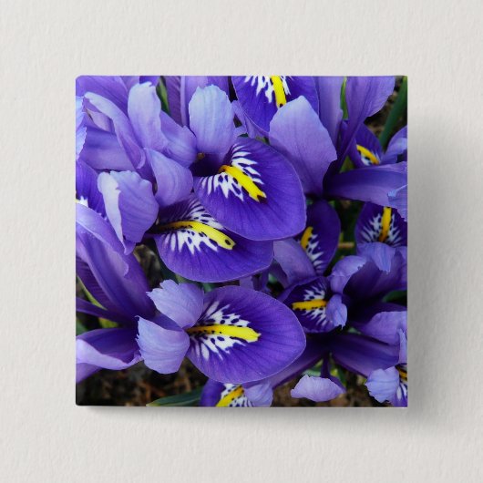 Miniatur Blue Irises Frühblut Button (Vorderseite)