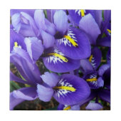 Miniatur Blue Irises Frühblut Fliese (Vorderseite)