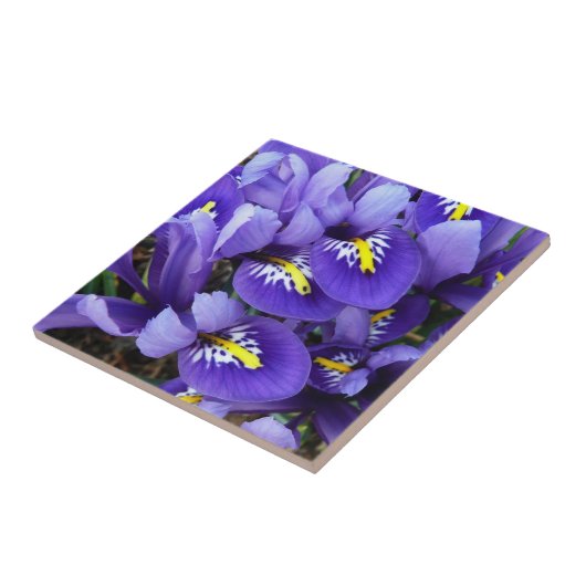 Miniatur Blue Irises Frühblut Fliese (Seite)
