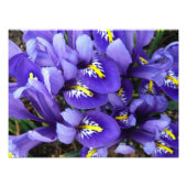 Miniatur Blue Irises Frühblut Fotodruck (Vorne)