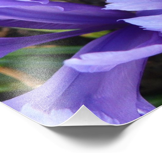 Miniatur Blue Irises Frühblut Fotodruck (Ecke)