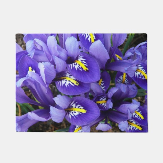 Miniatur Blue Irises Frühblut Fußmatte (Vorderseite)