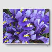 Miniatur Blue Irises Frühblut Gästebuch (Rückseite)