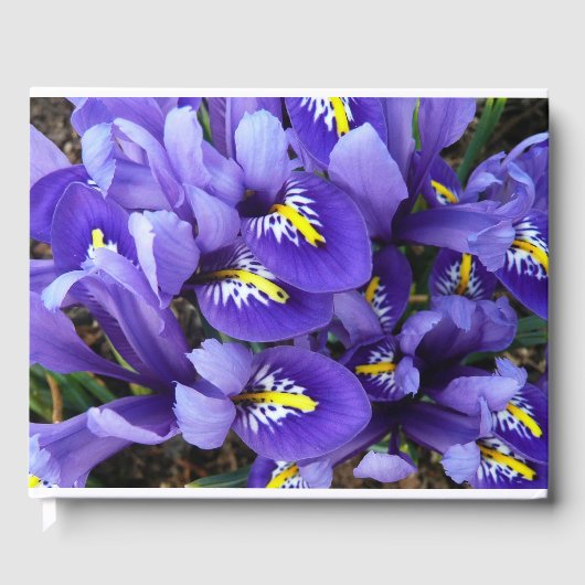 Miniatur Blue Irises Frühblut Gästebuch (Vorderseite)