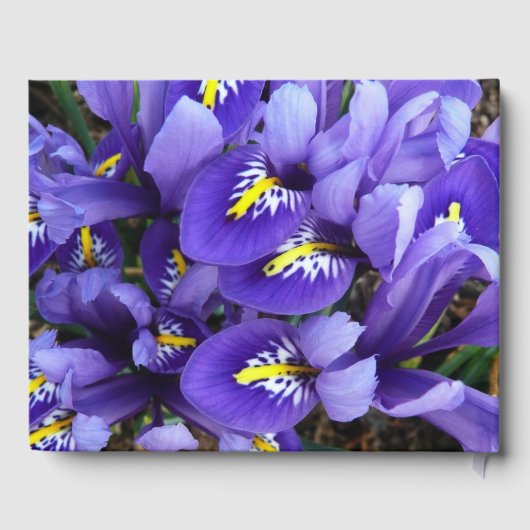 Miniatur Blue Irises Frühblut Gästebuch (Rückseite)