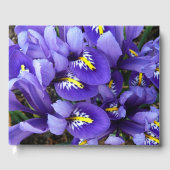 Miniatur Blue Irises Frühblut Gästebuch (Vorderseite)
