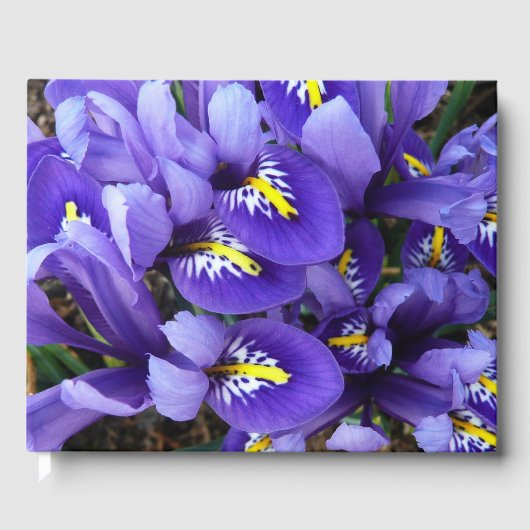 Miniatur Blue Irises Frühblut Gästebuch (Vorderseite)