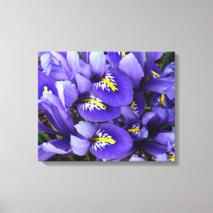 Miniatur Blue Irises Frühblut Leinwanddruck