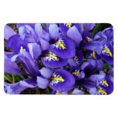 Miniatur Blue Irises Frühblut Magnet (Horizontal)
