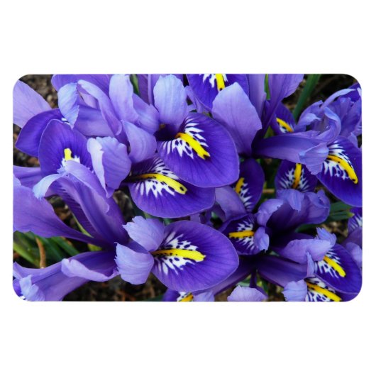 Miniatur Blue Irises Frühblut Magnet (Horizontal)