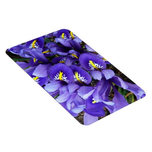 Miniatur Blue Irises Frühblut Magnet (Rechte Seite)