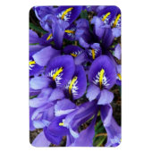 Miniatur Blue Irises Frühblut Magnet (Vertikal)