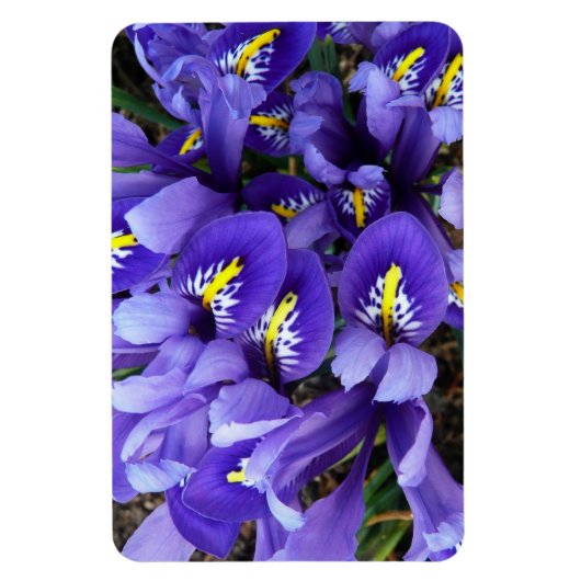 Miniatur Blue Irises Frühblut Magnet (Vertikal)
