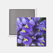 Miniatur Blue Irises Frühblut Magnet (Vorderseite/Rückseite)