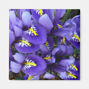Miniatur Blue Irises Frühblut Magnet