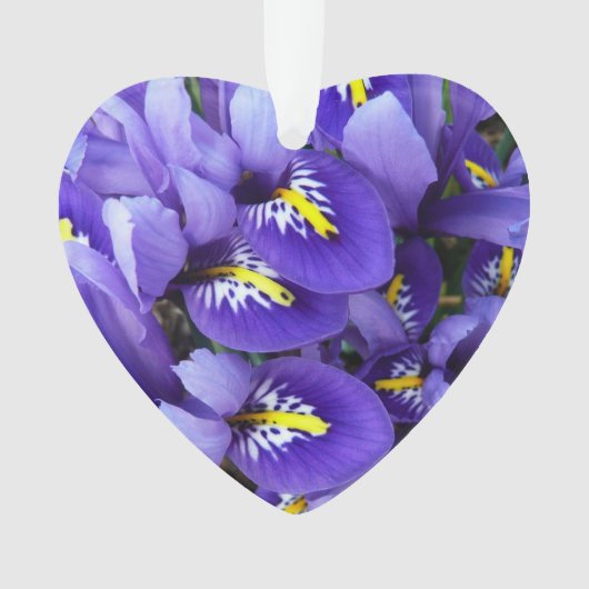 Miniatur Blue Irises Frühblut Ornament (Vorderseite)