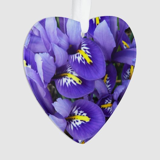 Miniatur Blue Irises Frühblut Ornament (Vorderseite)