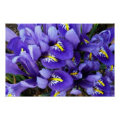 Miniatur Blue Irises Frühblut Poster (Vorderseite)