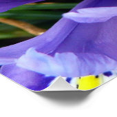 Miniatur Blue Irises Frühblut Poster (Ecke)