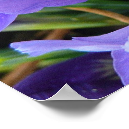 Miniatur Blue Irises Frühblut Poster (Ecke)