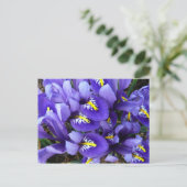 Miniatur Blue Irises Frühblut Postkarte (Stehend Vorderseite)
