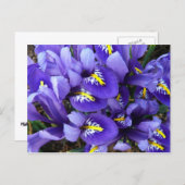 Miniatur Blue Irises Frühblut Postkarte (Vorne/Hinten)