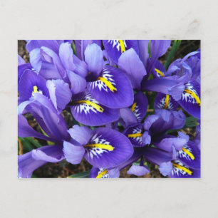 Miniatur Blue Irises Frühblut Postkarte