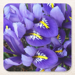 Miniatur Blue Irises Frühblut Rechteckiger Pappuntersetzer