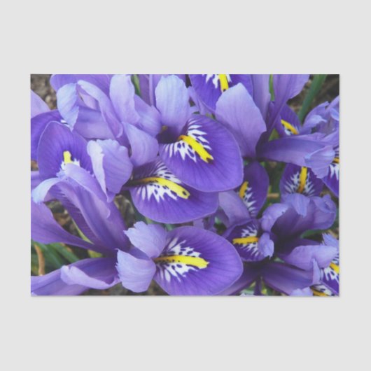 Miniatur Blue Irises Frühblut Seidenpapier (Vorderseite)