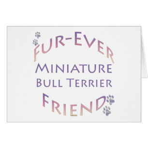 Miniatur Bull Terrier Furever