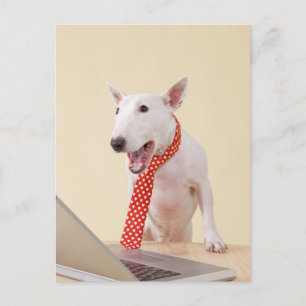 Miniatur Bull Terrier mit Blick auf Laptop, Postkarte