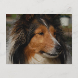 Miniatur-Collie-Postkarte Postkarte
