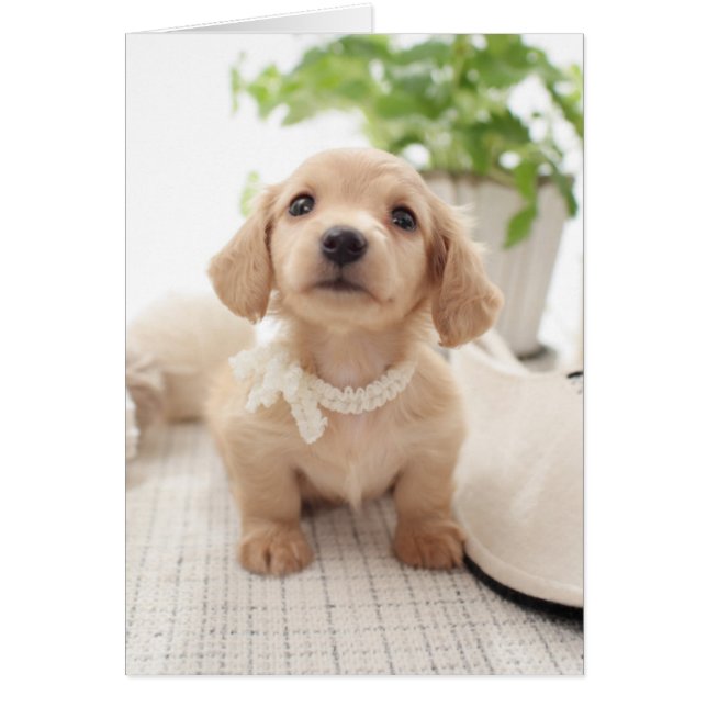 Miniatur-Dackel (Vorne)